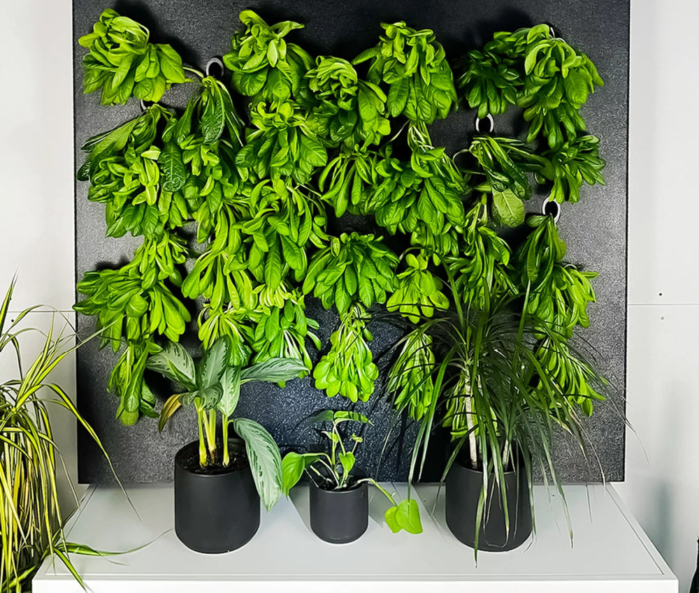 Living Wall
