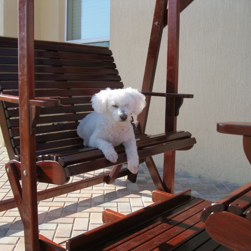 White poodle sitting on a classic graden swing