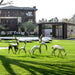 Deer Organic Steel Outdoor Sculpture - All Version outdoor setting on the grass