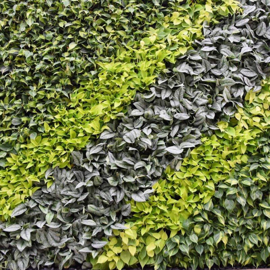 Living Wall Plant Bundles